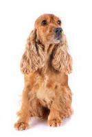 Veterinarias Sin datos  CACHORRO
